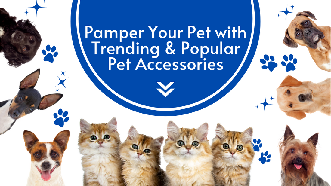 popular-pet-accessories